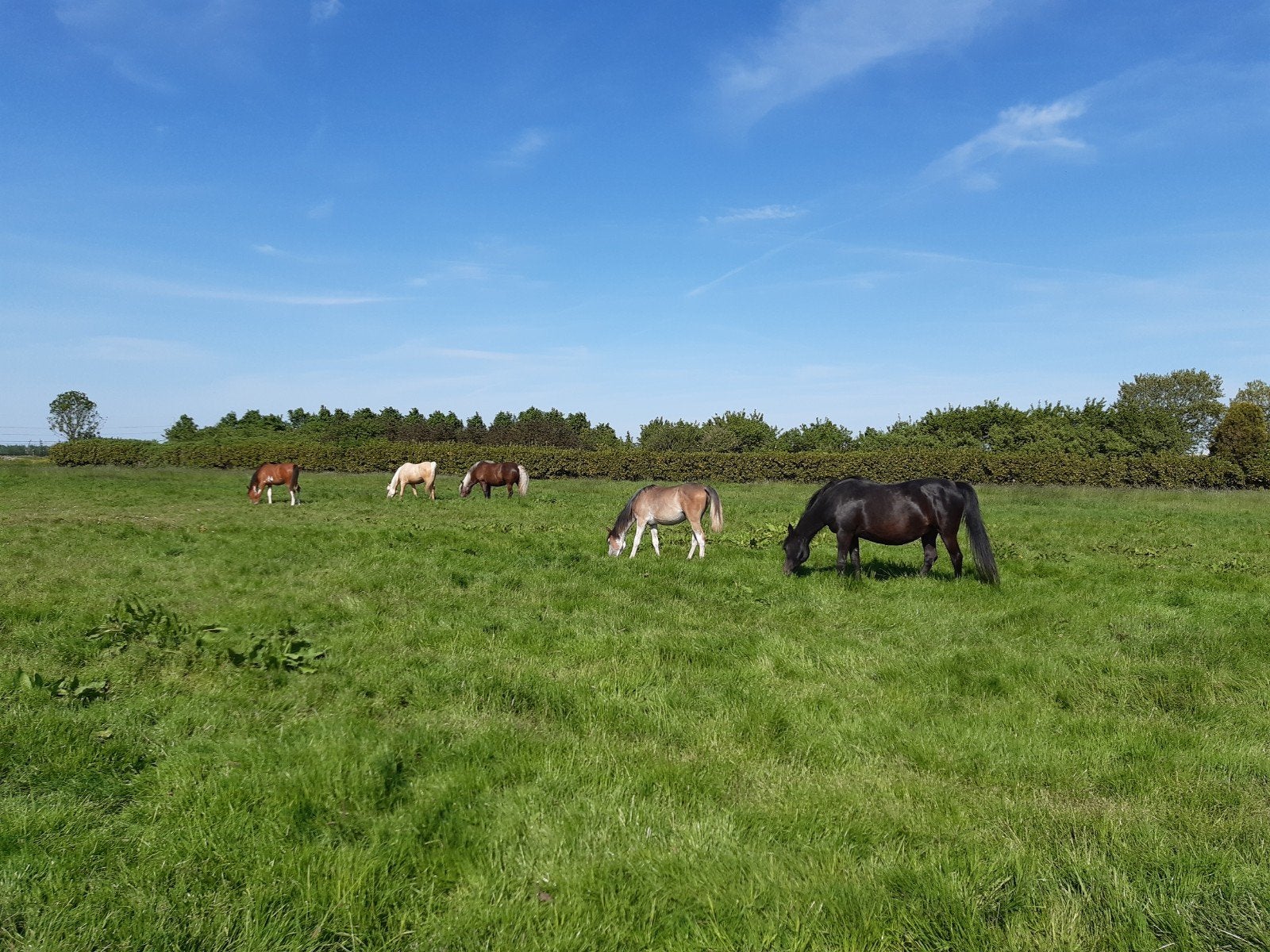 Stalling met uitloop !, Dieren en Toebehoren, Stalling en Weidegang, Weidegang