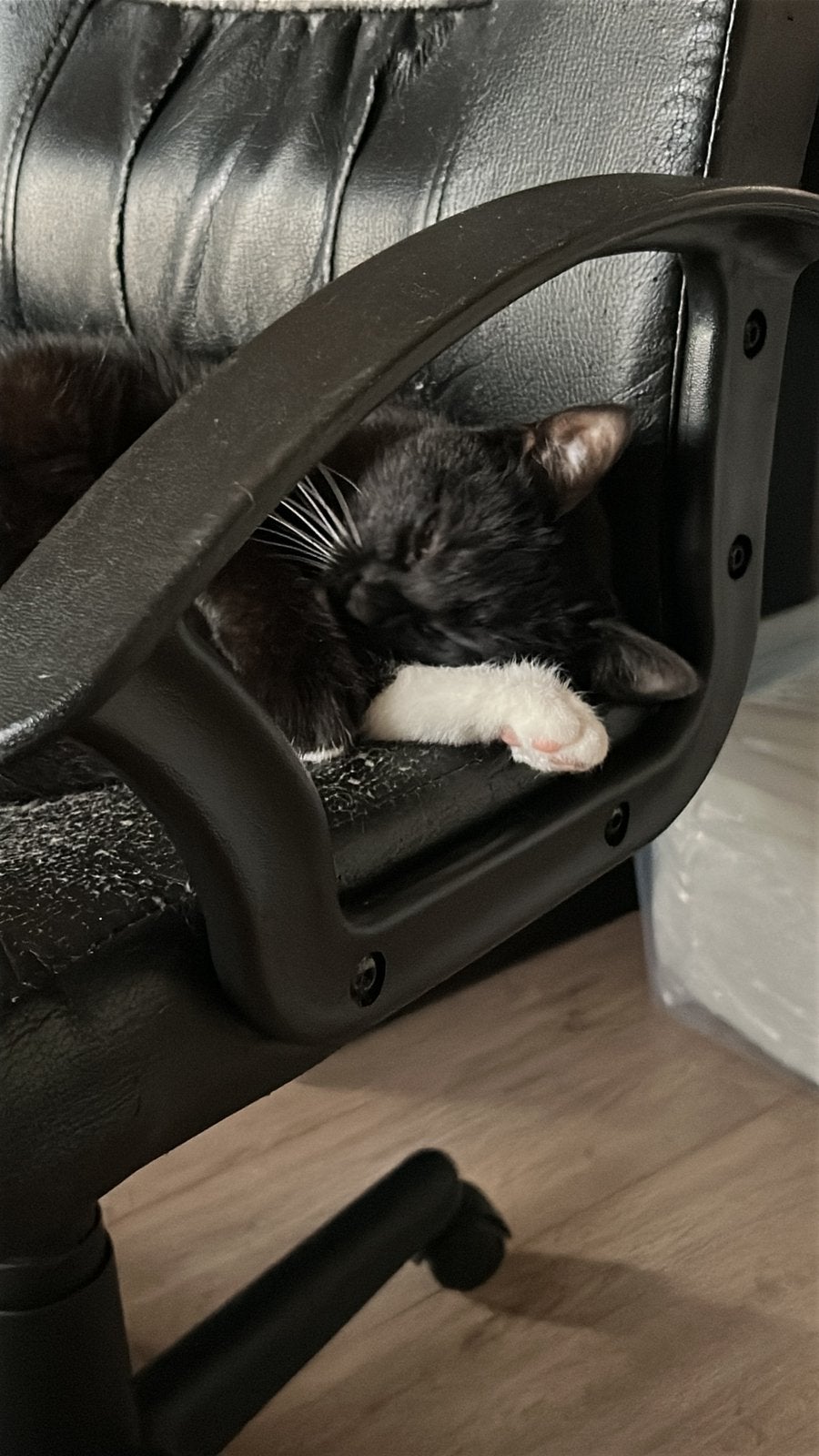 Lieve poes, Dieren en Toebehoren, Poes, Kortharig, 0 tot 2 jaar