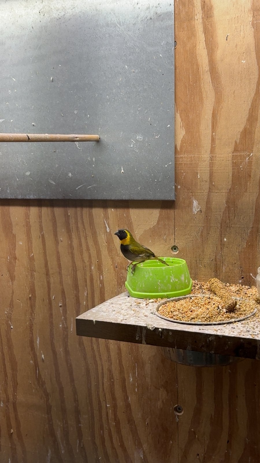 Cubavink mannetje te koop!, Dieren en Toebehoren, Mannelijk, Tropenvogel