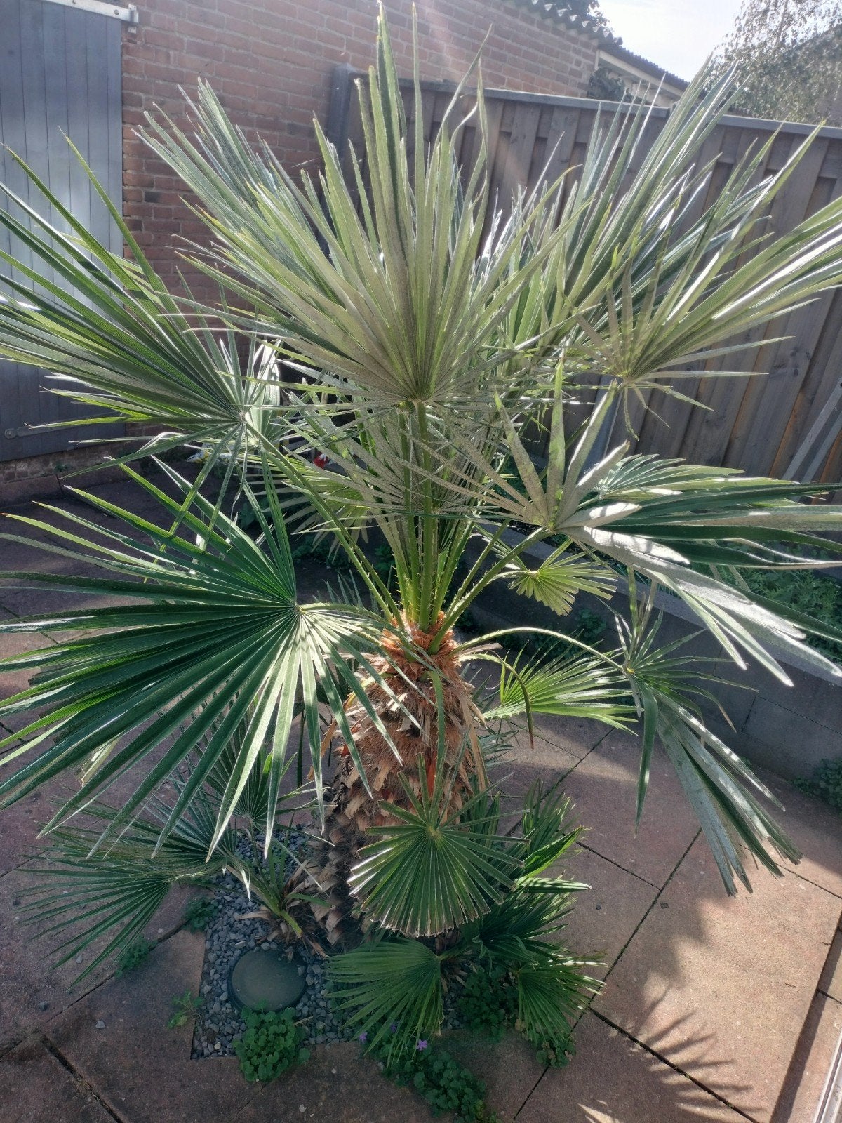 Winterharde palmboom - Trachycarpus fortunei, Tuin en Terras, Ophalen, Overige soorten, Volle zon