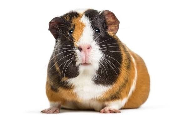 Gezocht, caviaopvang/stichting voor donatie, Dieren en Toebehoren, Juni, Cavia