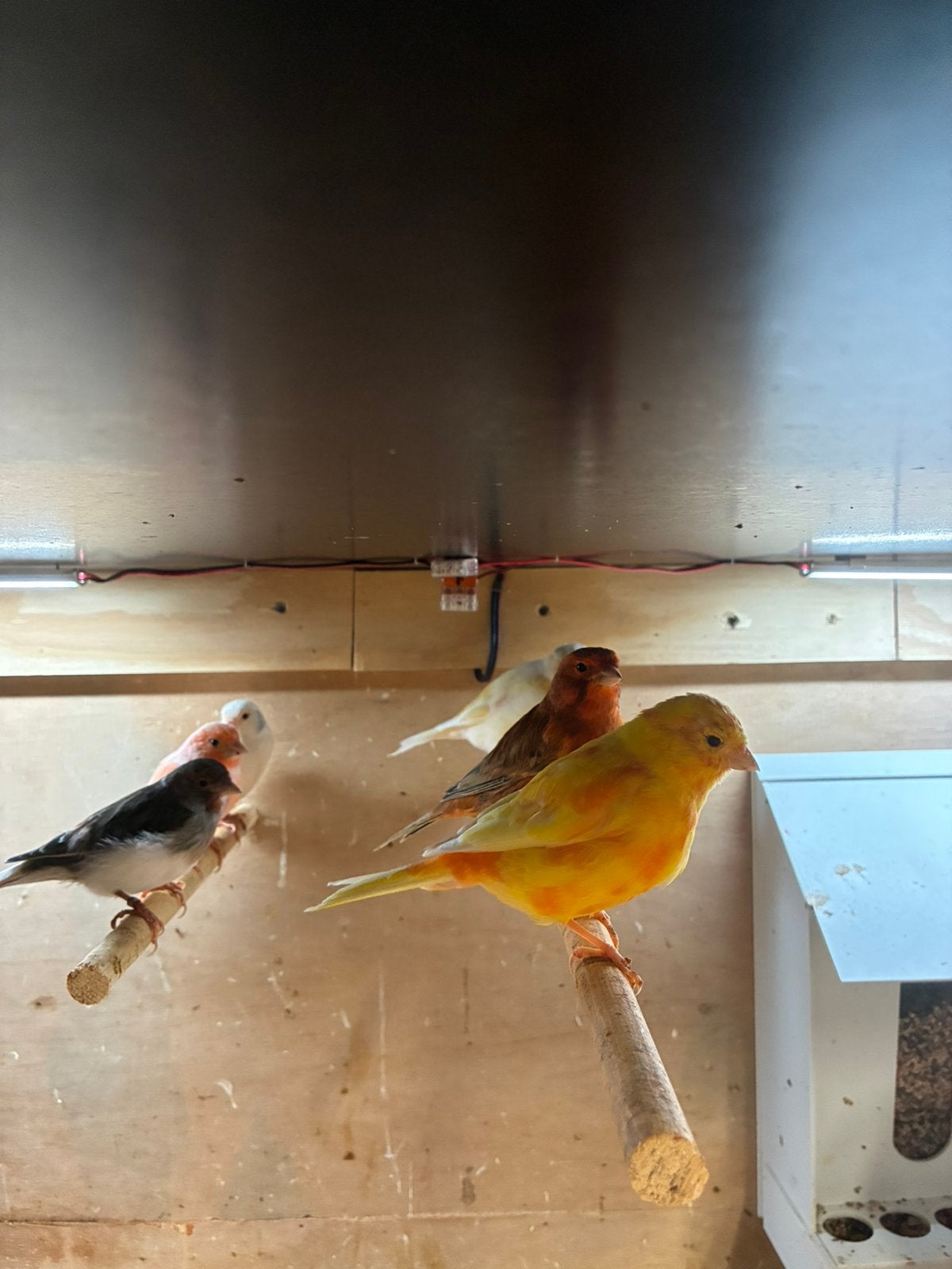 kanaries, Dieren en Toebehoren, Meerdere dieren, Kleurkanarie