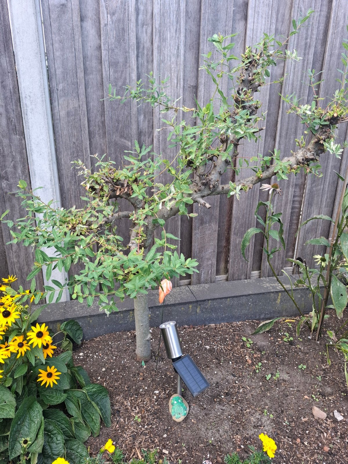 Mooie Flamingo boom -Salix - bonte wilg, Ophalen