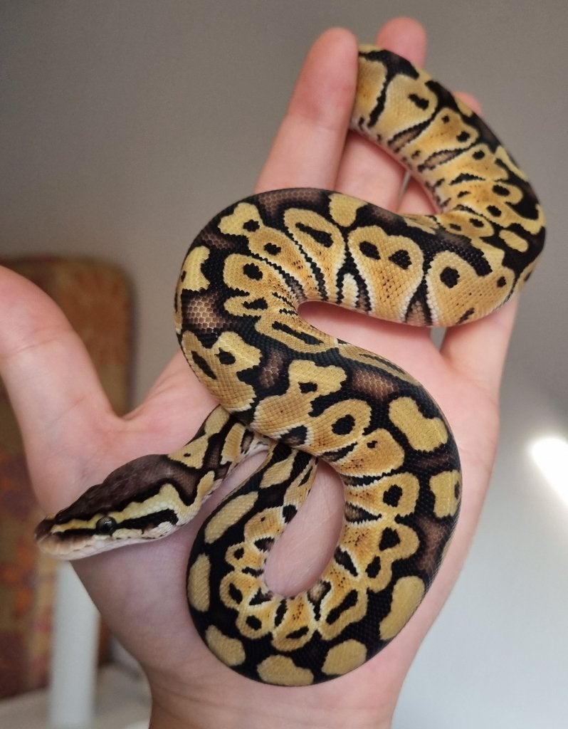 0.1 pastel special het clown koningspython Ball Python - female for sale from Snakesnballoons
