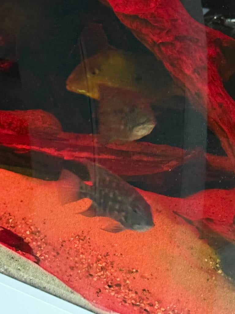 Hoplarchus psittacus / true parrot cichlid, Vis