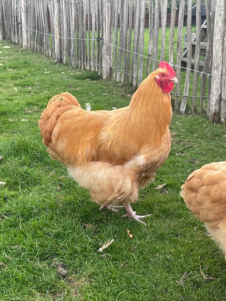 Orpington haan, Mannelijk, Kip