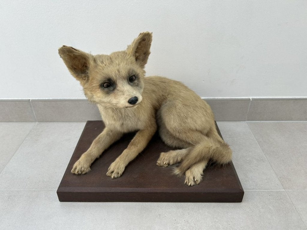 Klein vosje, vossenjong - taxidermie, Ophalen of Verzenden, Gebruikt, Wild dier, Opgezet dier