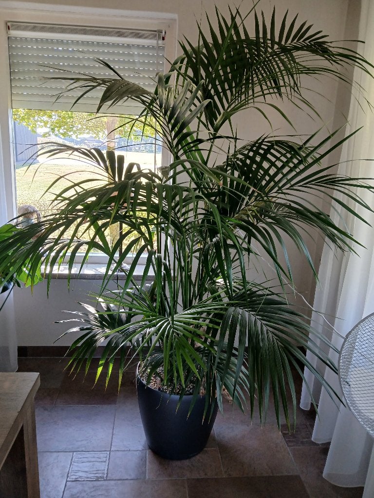 Kentia palm, Ophalen, In pot, Halfschaduw, 200 cm of meer