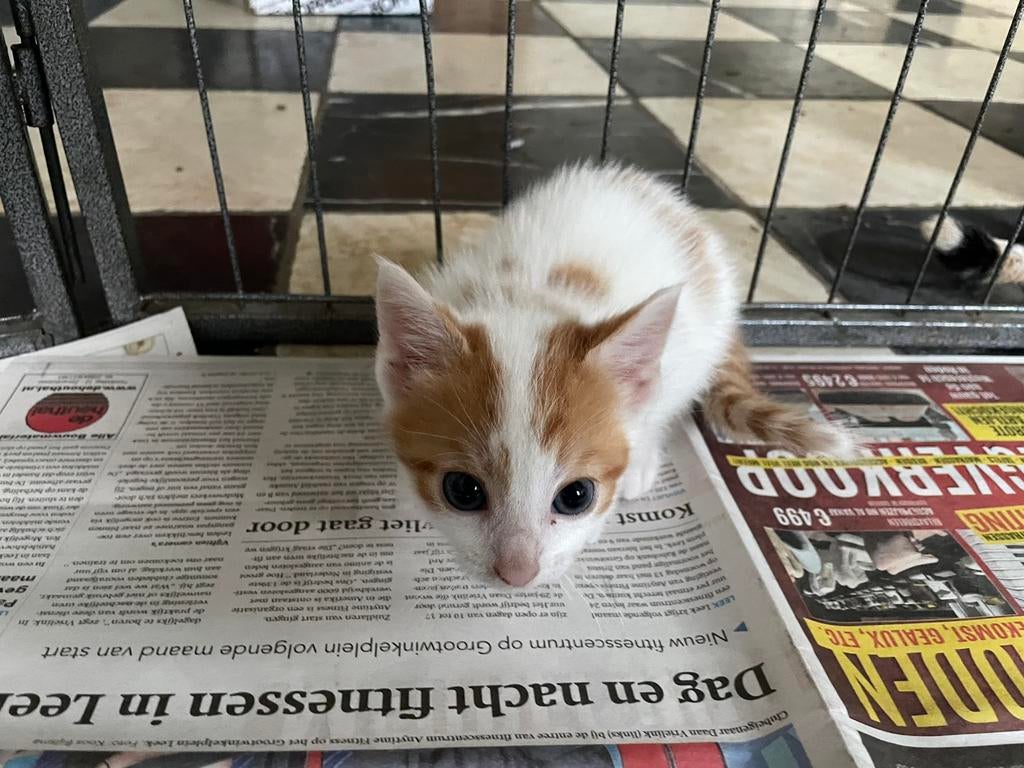 Mooie boerderij kittens, Dieren en Toebehoren, Katten en Kittens | Overige Katten, Poes, Kortharig, 0 tot 2 jaar