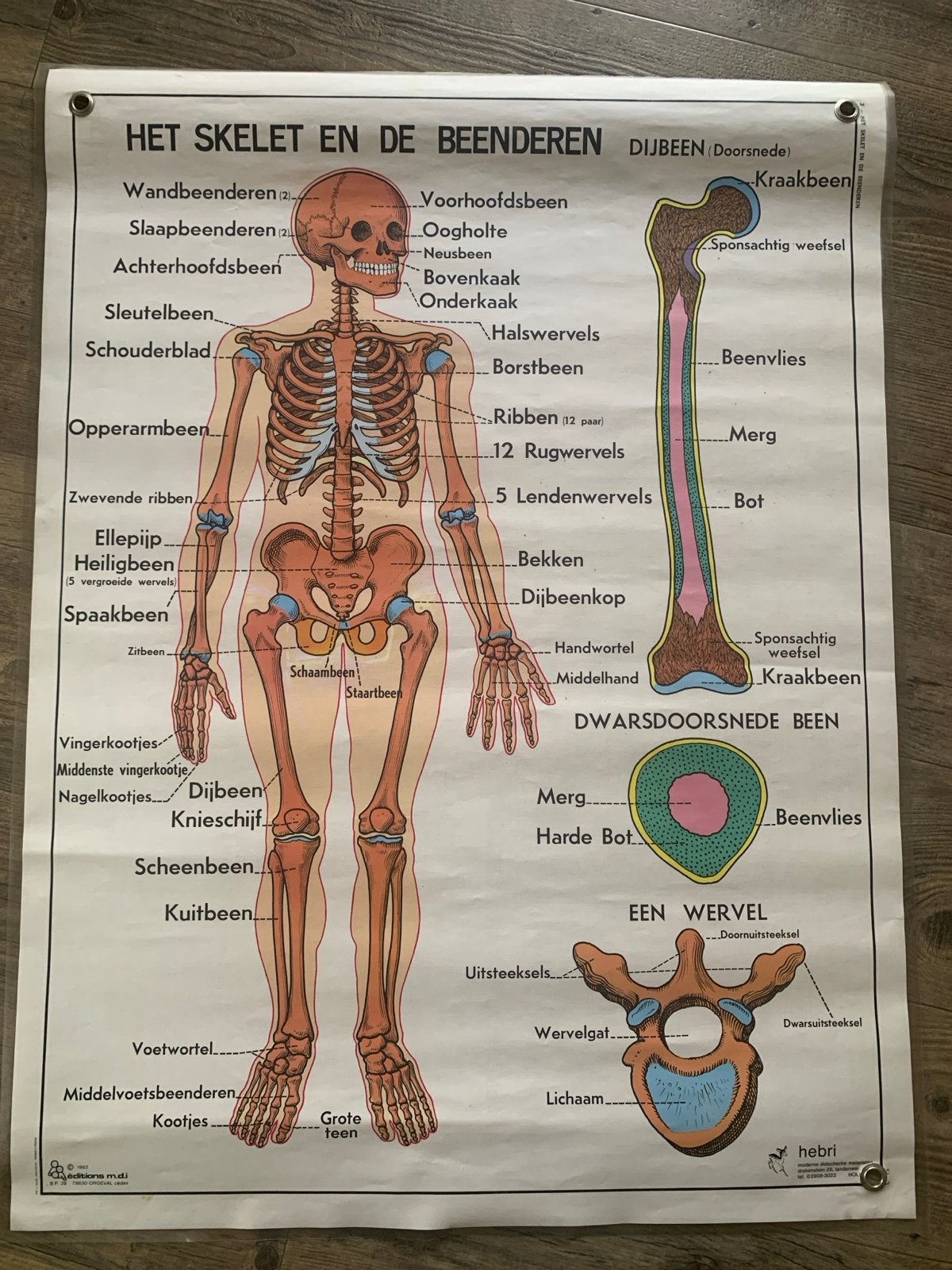 Anatomie poster Hebri - Skelet en Gewrichten (zware kwalitei, Ophalen of Verzenden, Beta, Zo goed als nieuw, Niet van toepassing