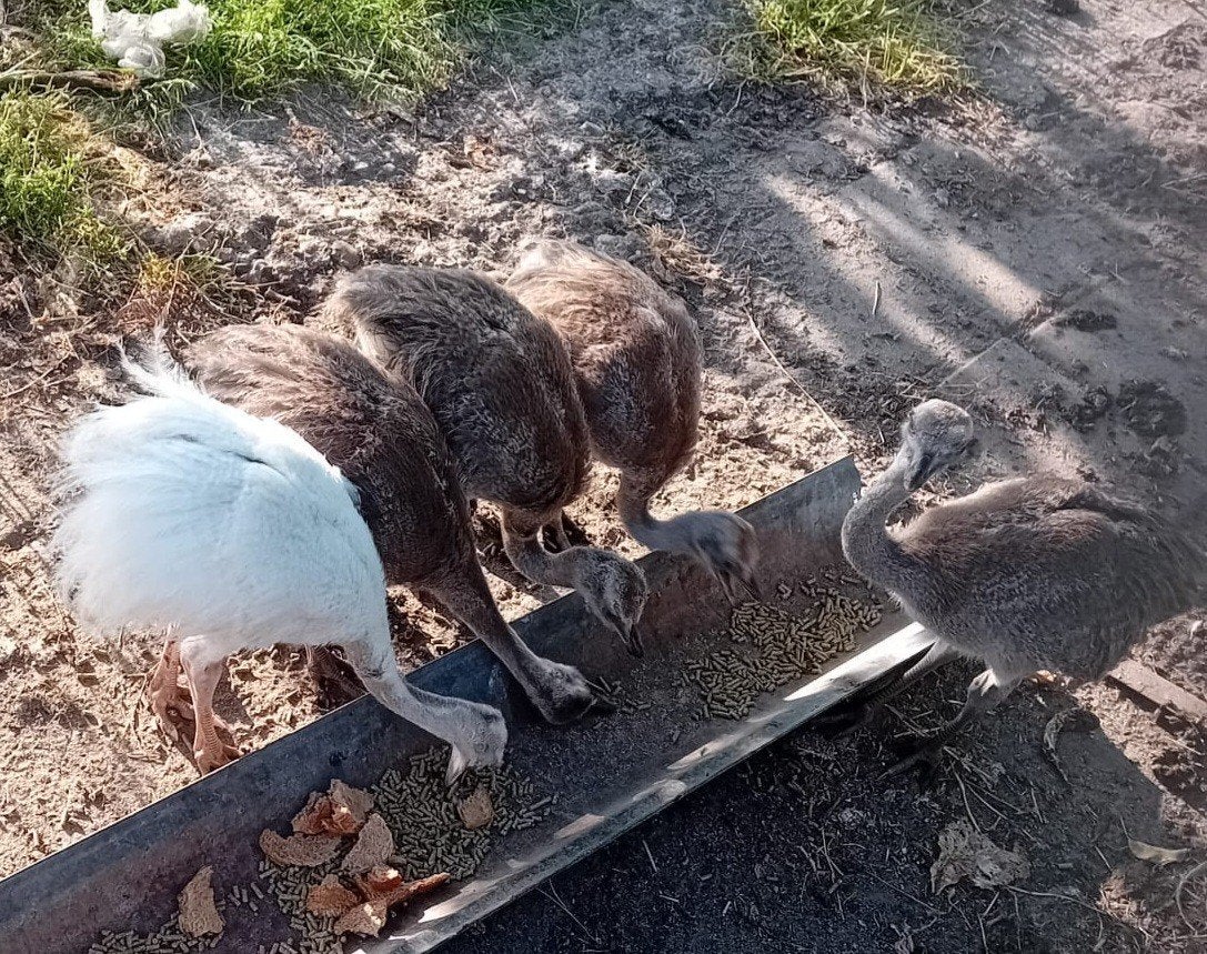 Jonge Nandoes, Dieren en Toebehoren, Meerdere dieren, Kip