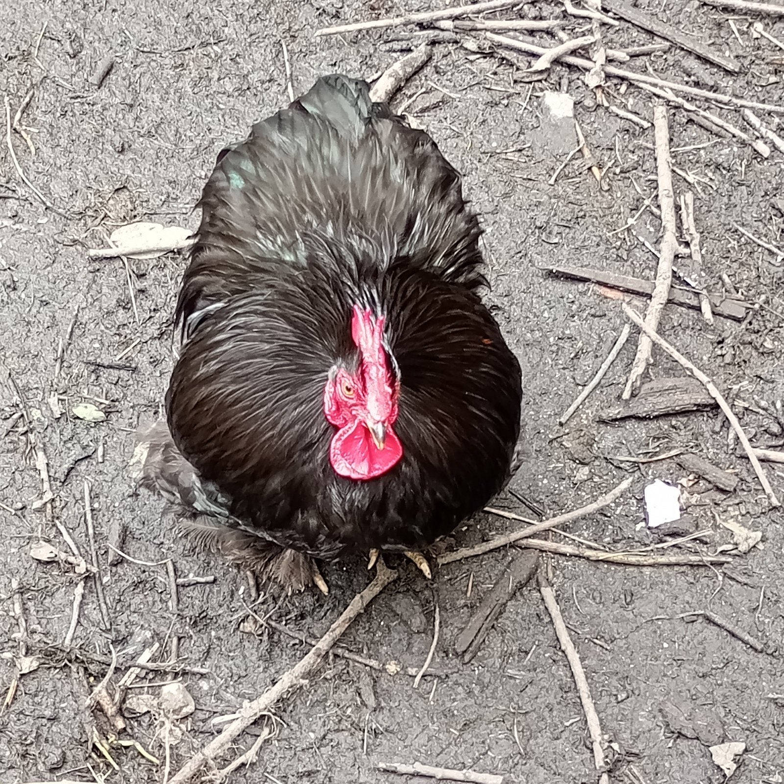 Gratis af te halen haantje, Dieren en Toebehoren