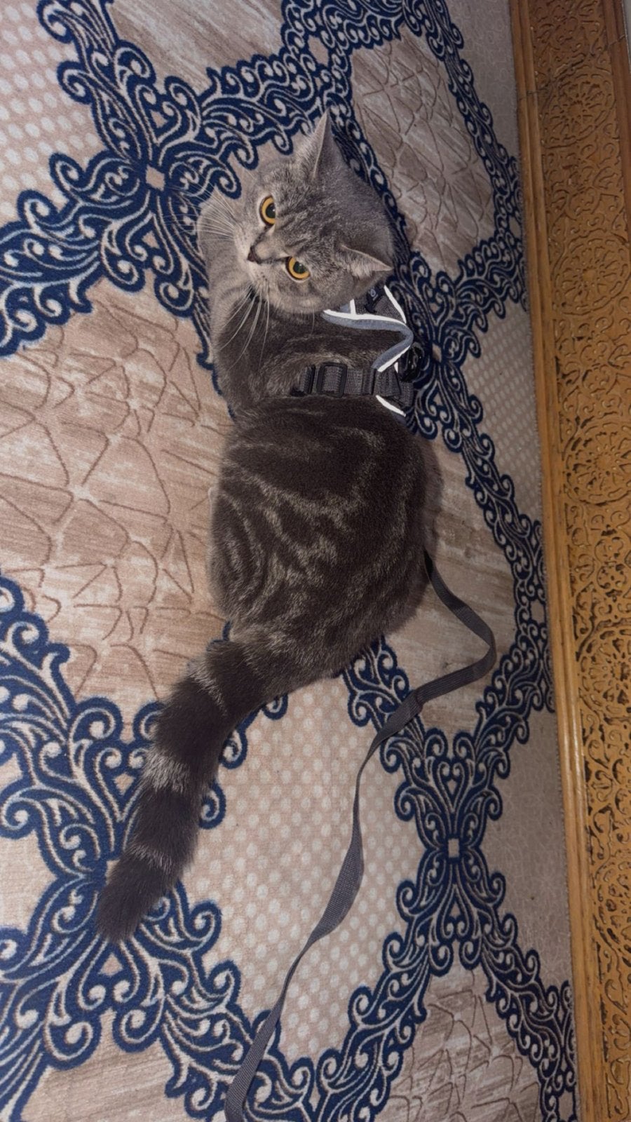 Britsekorthaar poes, Poes, Ontwormd, 0 tot 2 jaar