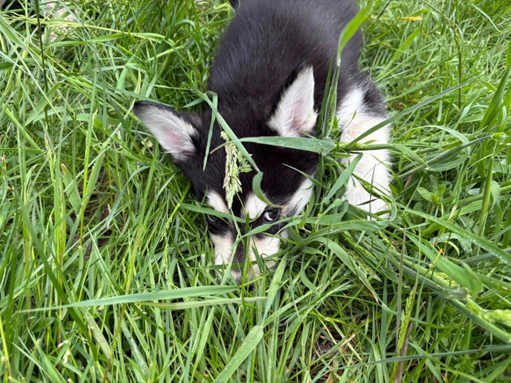 Nog 1 prachtig en lieve australische husky reutjes, Dieren en Toebehoren, Reu, 8 tot 15 weken, Meerdere, Nederland