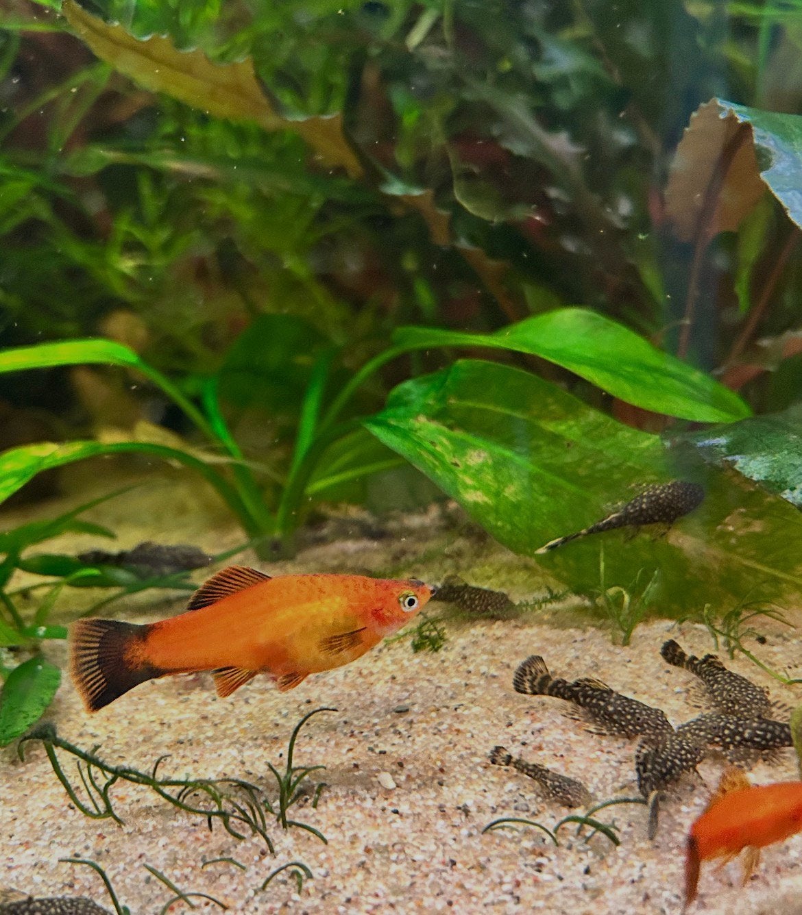 Palaty’s, Vis, Zoetwatervis