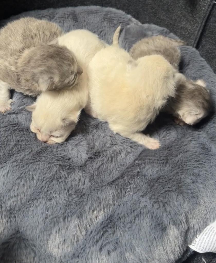 Britse korthaar kittens, Dieren en Toebehoren, Meerdere dieren, Ontwormd, 0 tot 2 jaar