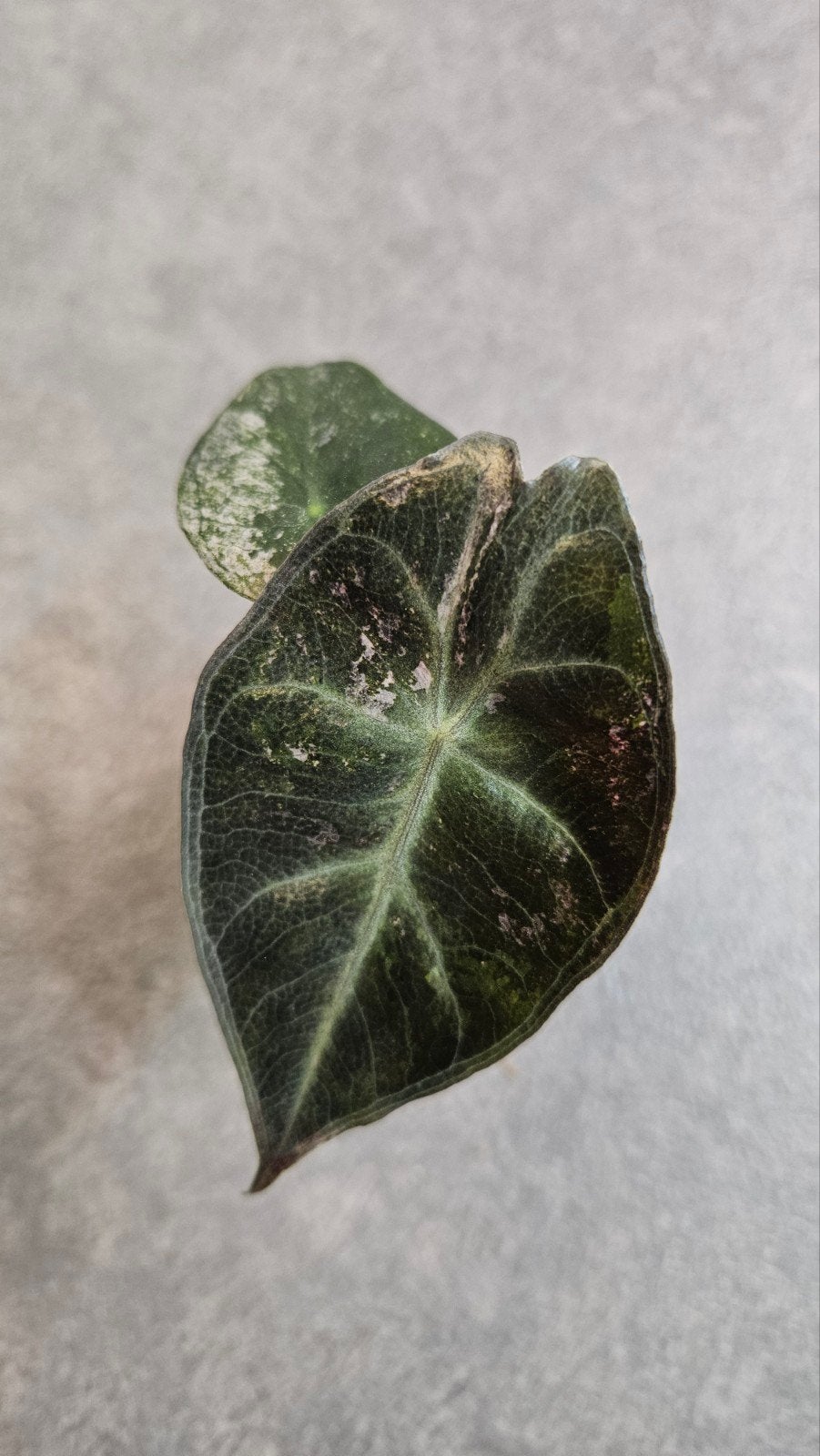 Alocasia Pink Dragon Pink/Stardust Variegata, Ophalen of Verzenden, Halfschaduw, Minder dan 100 cm