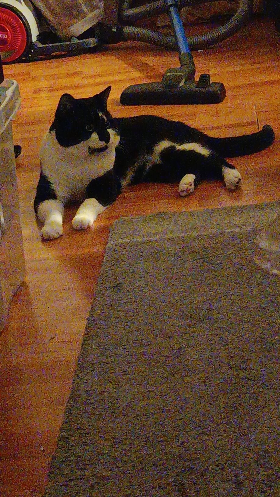 Katers zoeken nieuw huis, Dieren en Toebehoren, Kater