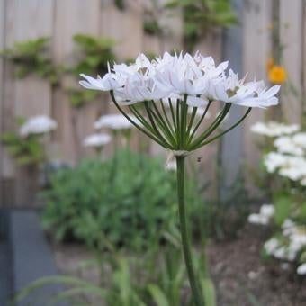 Chinese Bieslook- Allium tuber, Ophalen of Verzenden, Overige soorten, Volle zon