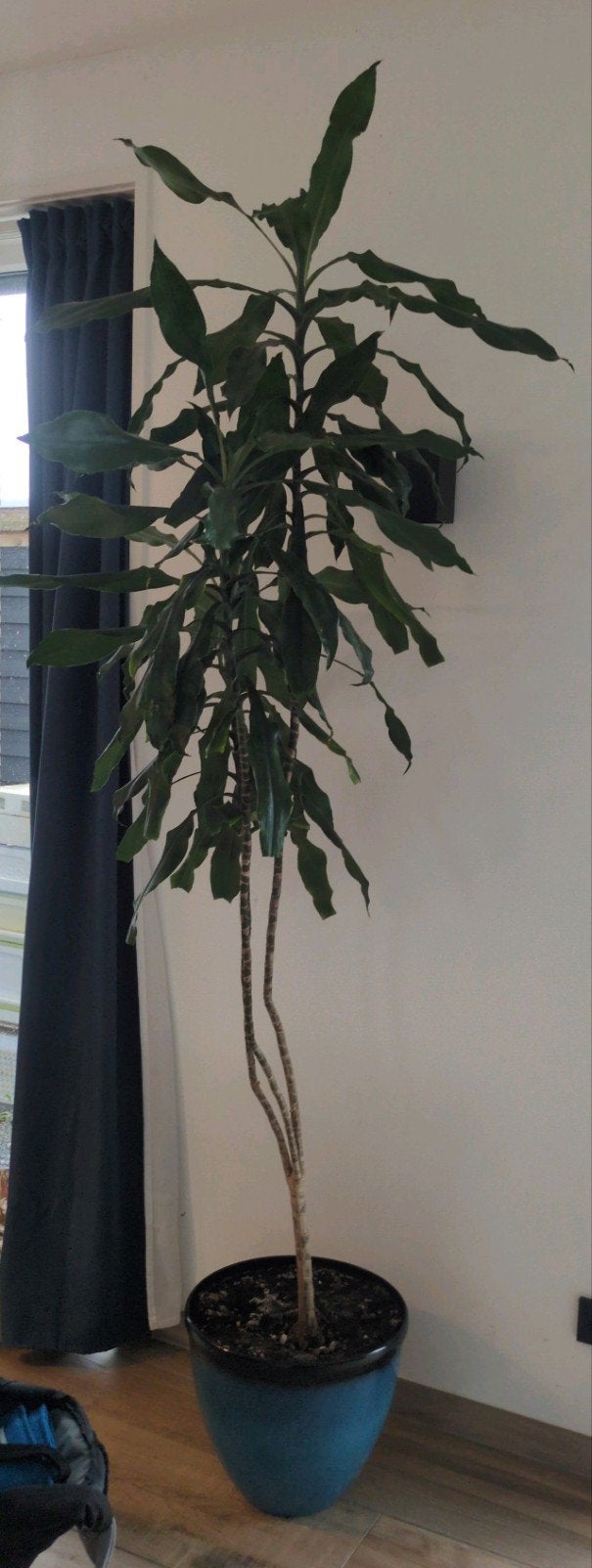 Dracaena drakenboomplant met pot Meerstad, Groene kamerplant, Ophalen, Halfschaduw, 200 cm of meer