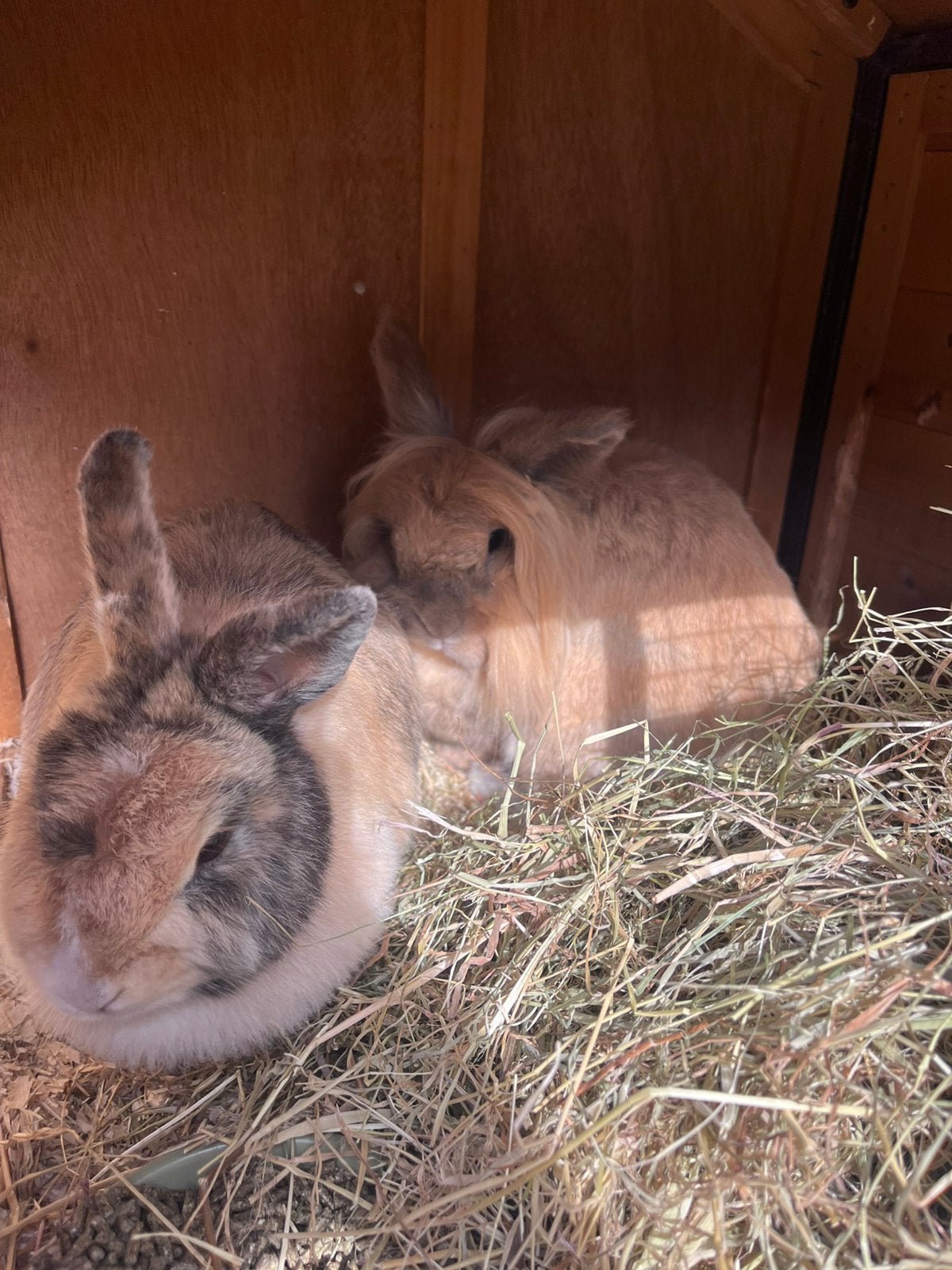 Stel (gecastreerde ram en voedster) incl toebehoren, Meerdere dieren, Klein, 6 tot 8 jaar