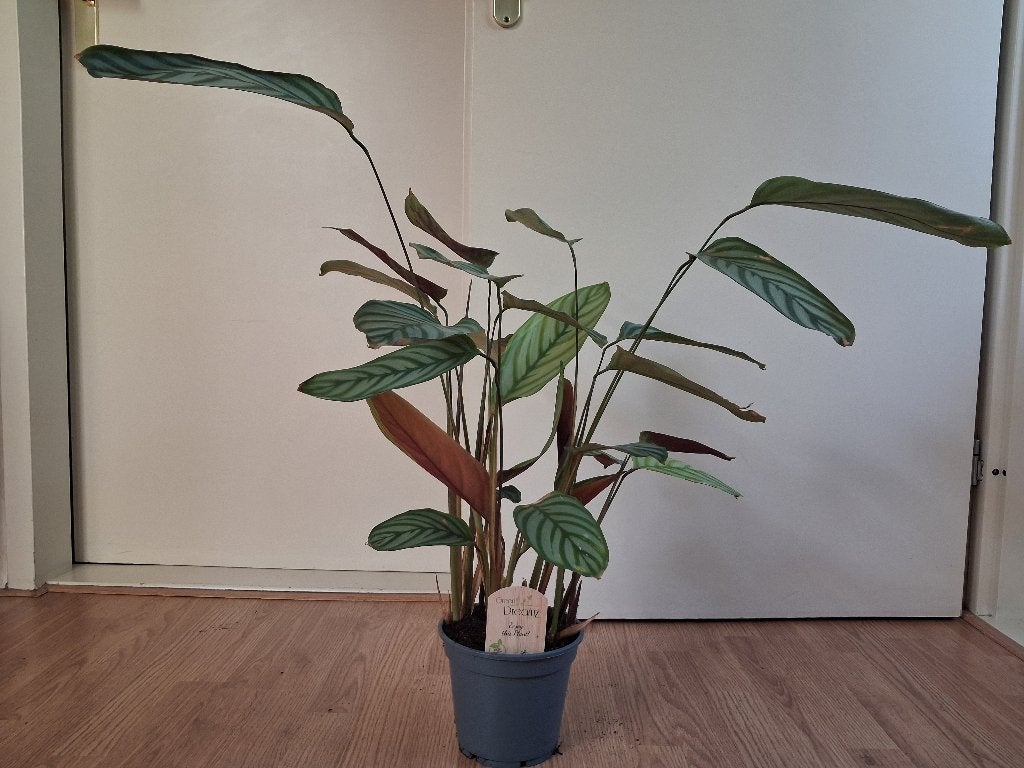 Calathea Oppenheimiana - Pauwenplant / Ctenanthe H: 70 cm., Ophalen, Overige soorten, Halfschaduw, Minder dan 100 cm