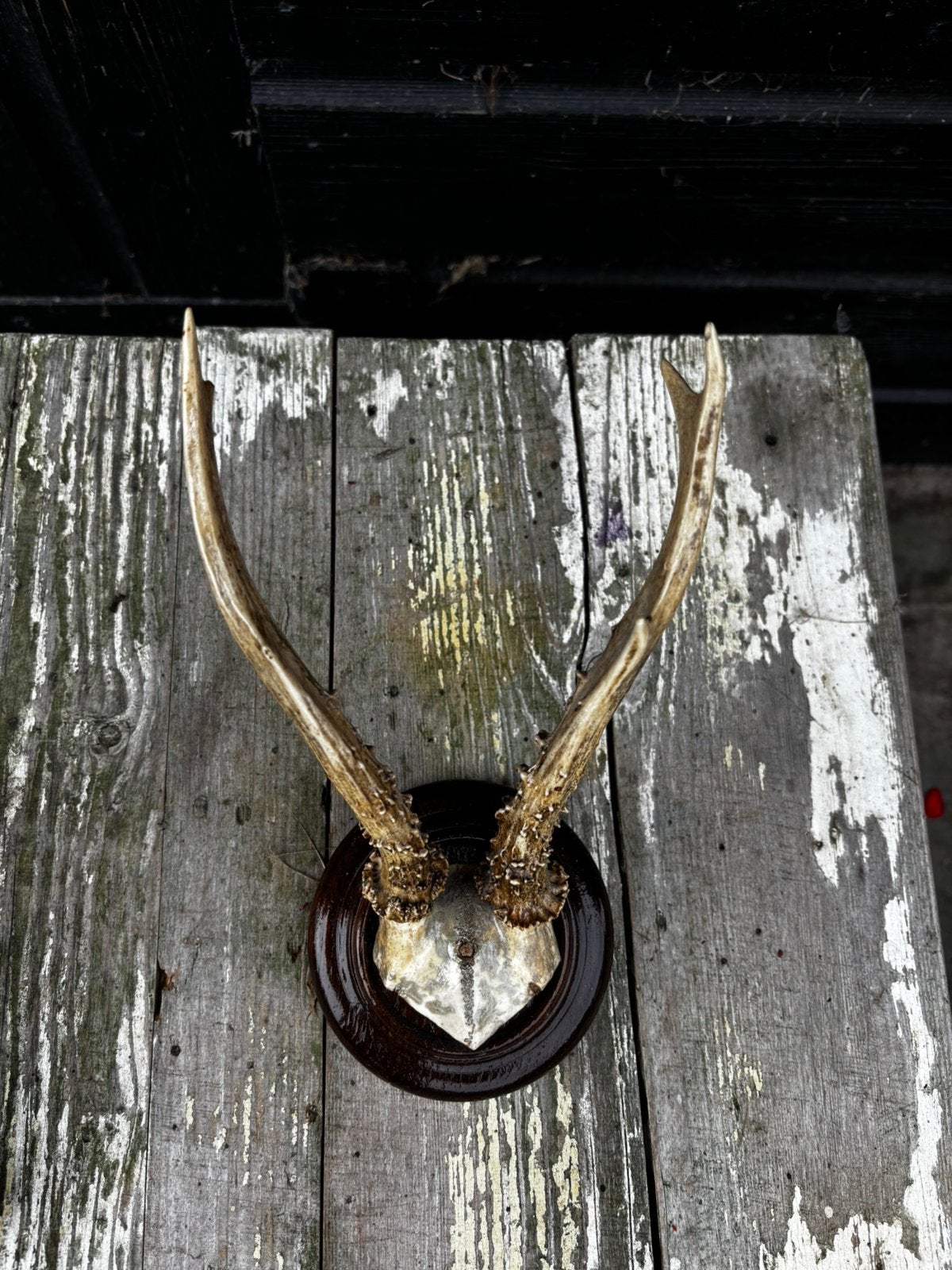 Geweitje met donkerbruin schild, Ophalen of Verzenden
