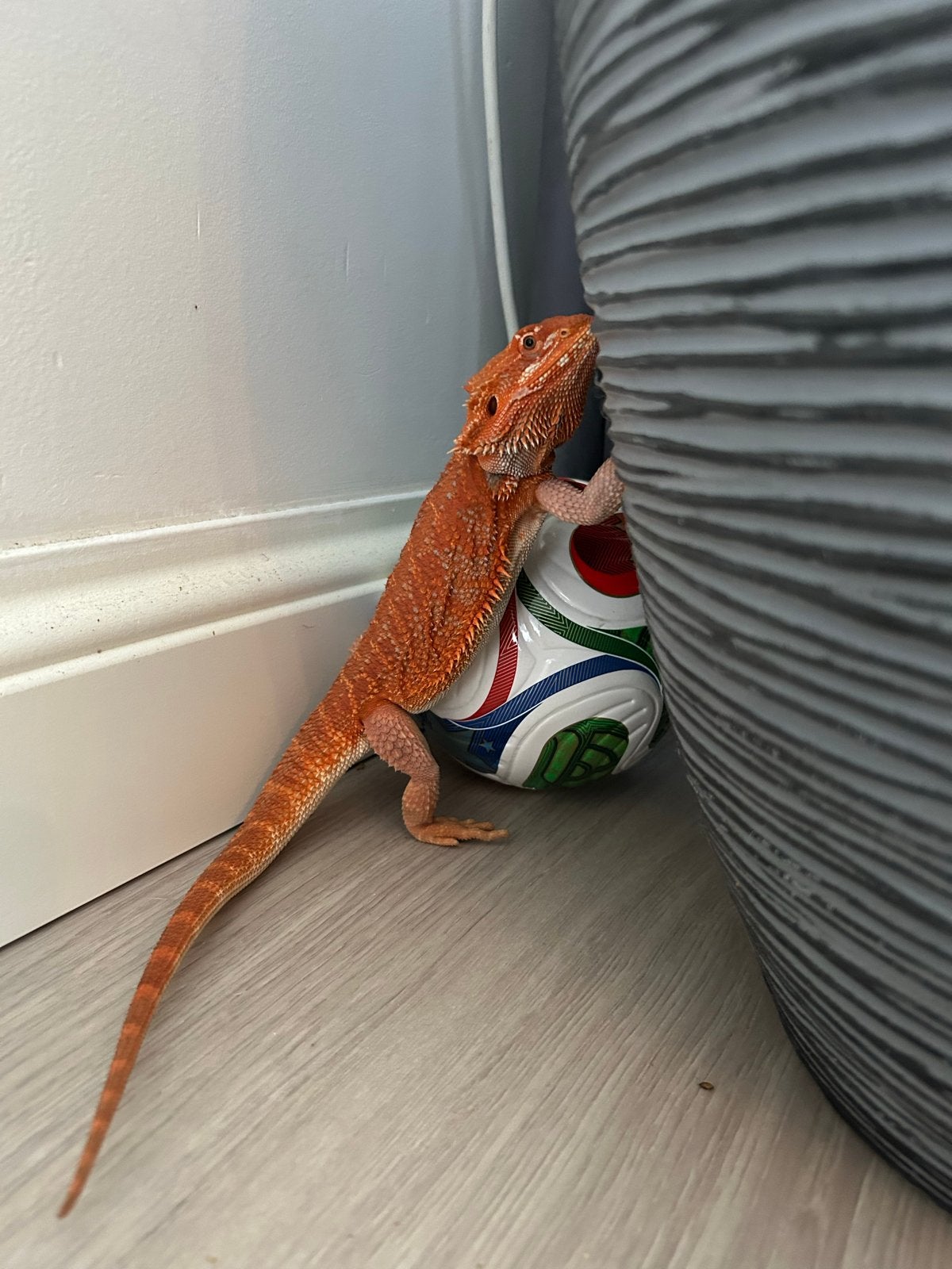 Baardagaam rood met blue lagoon terrarium (compleet) Bearded Dragon photo 2