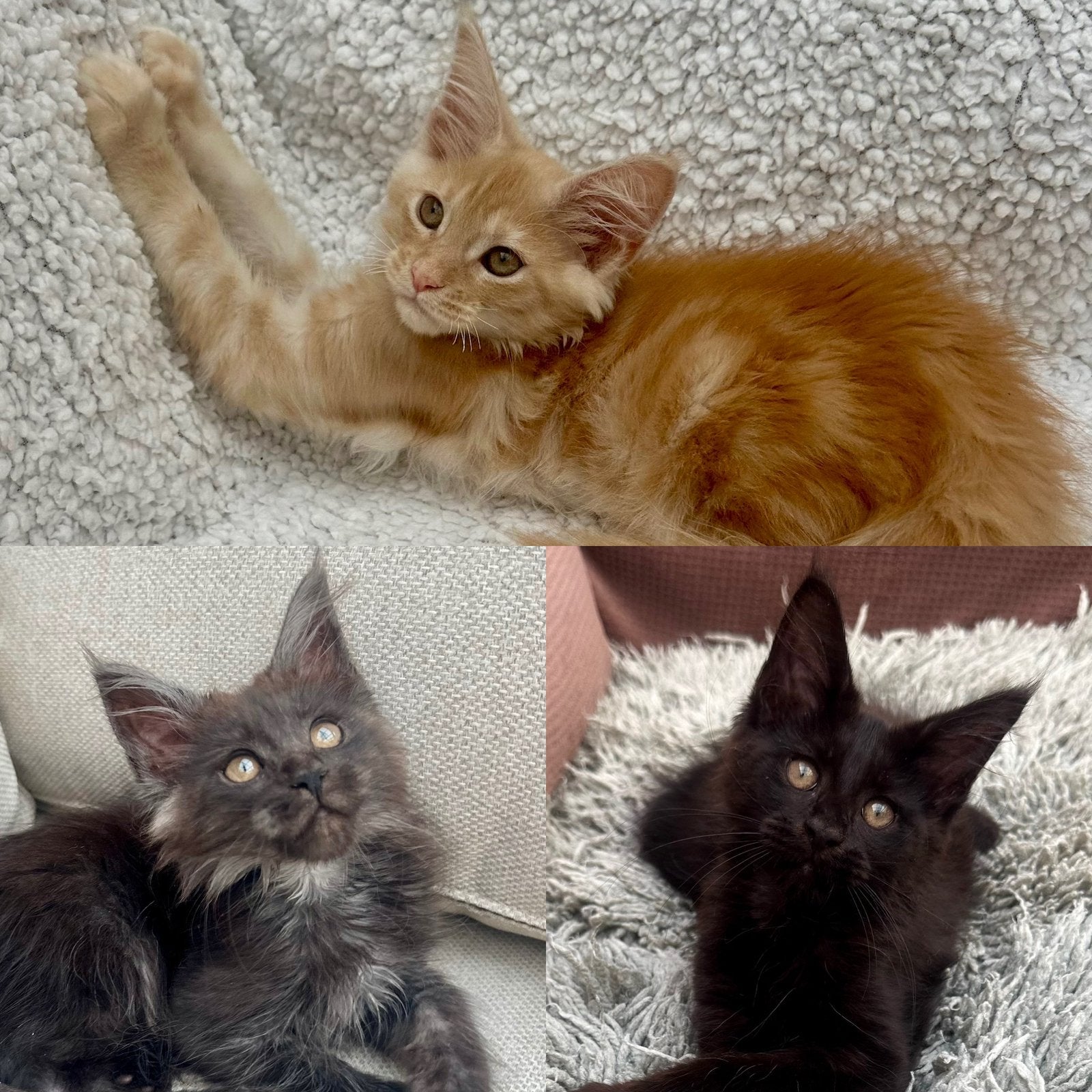 Maine Coon kittens, Meerdere dieren, Met stamboom, 0 tot 2 jaar