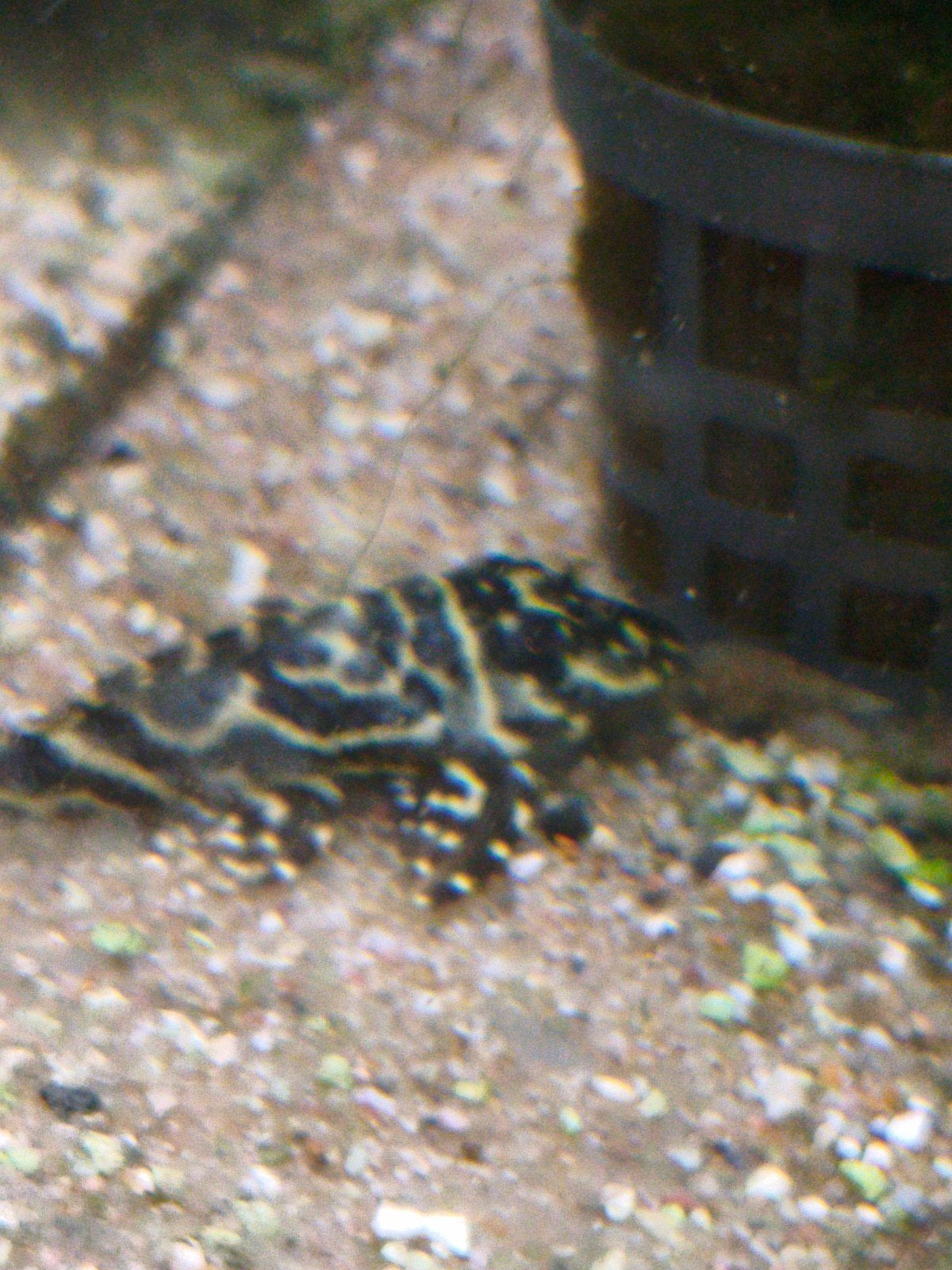L 129 zebra pleco, Vis, Zoetwatervis