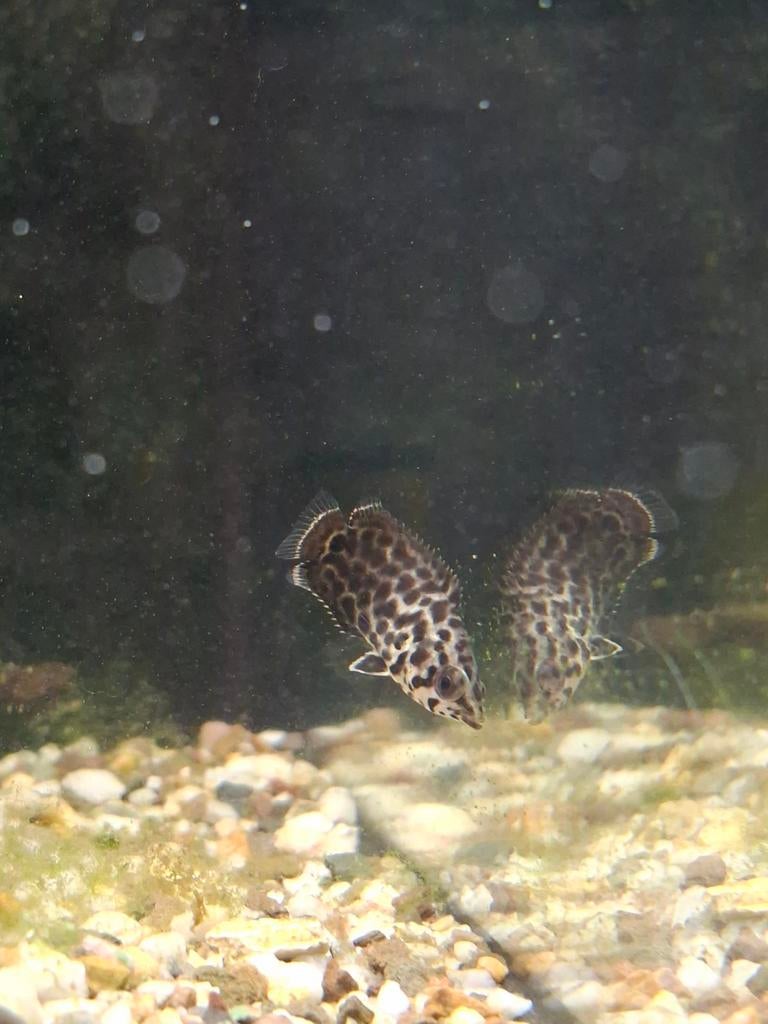 Luipaard Klimbaars 3cm, Vis