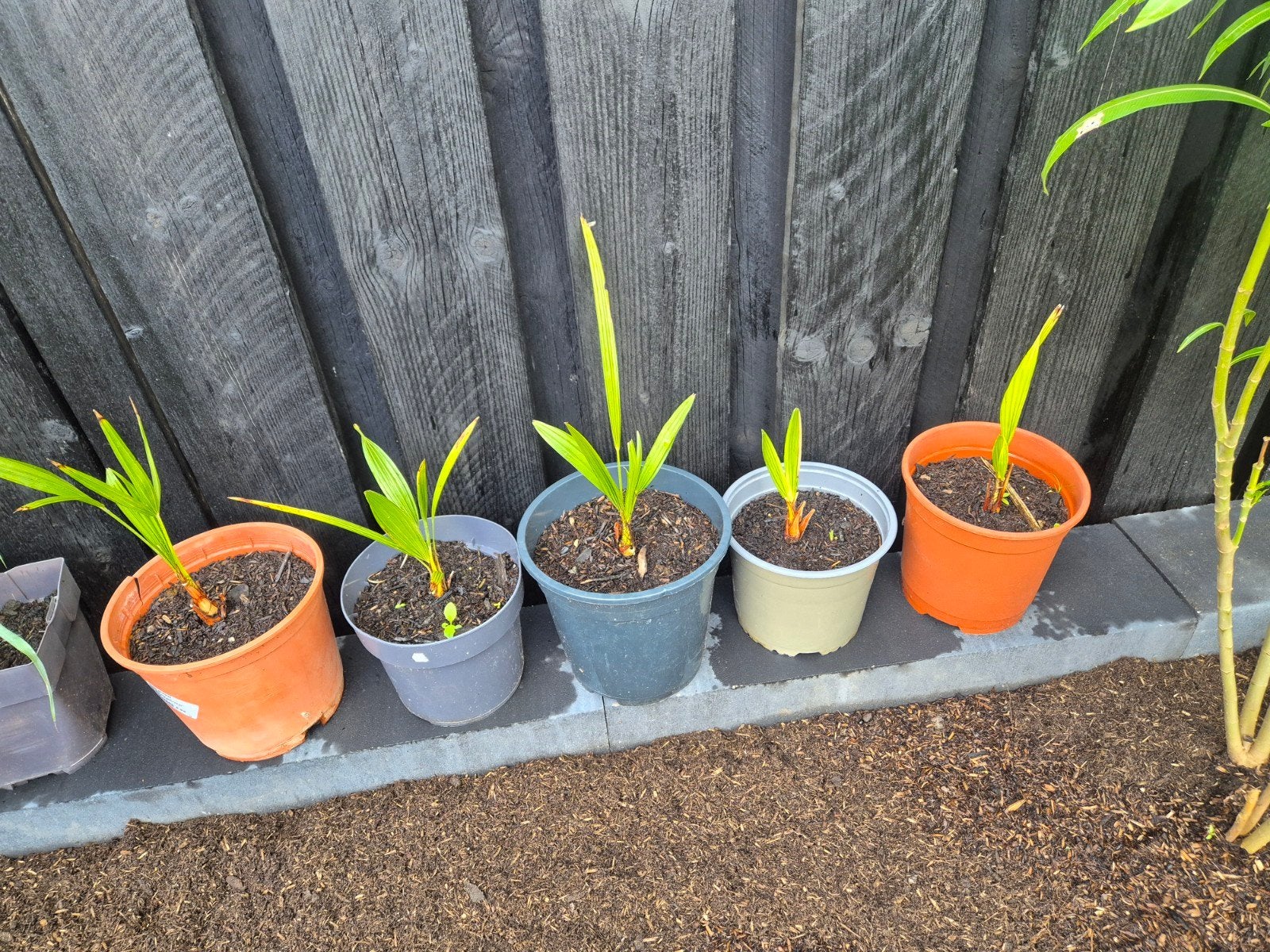 Palmboom stekjes (trachycarpus fortunei) winterhard, 100 tot 250 cm, Zomer, Palmboom, Ophalen