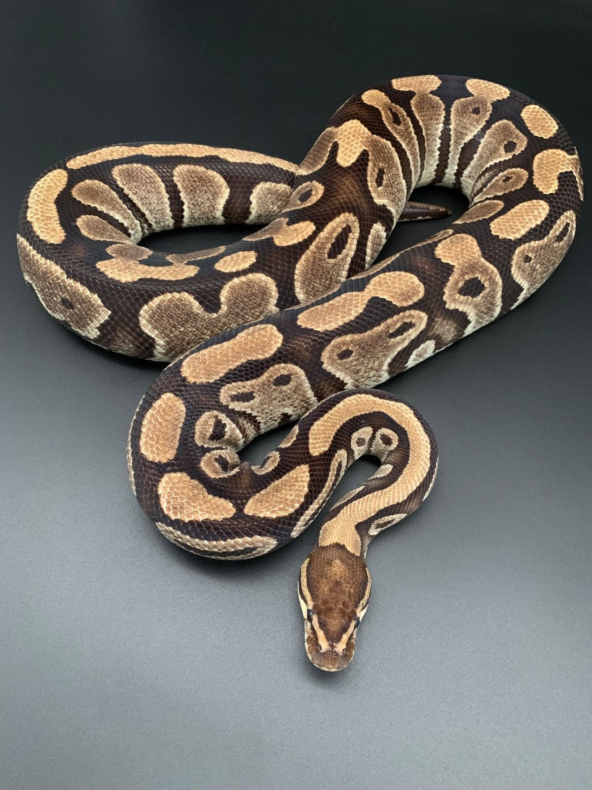 0.1 wildkleur DH clown/pied volwassen python regius, Dieren en Toebehoren, Slang, Tam, 7 tot 10 jaar