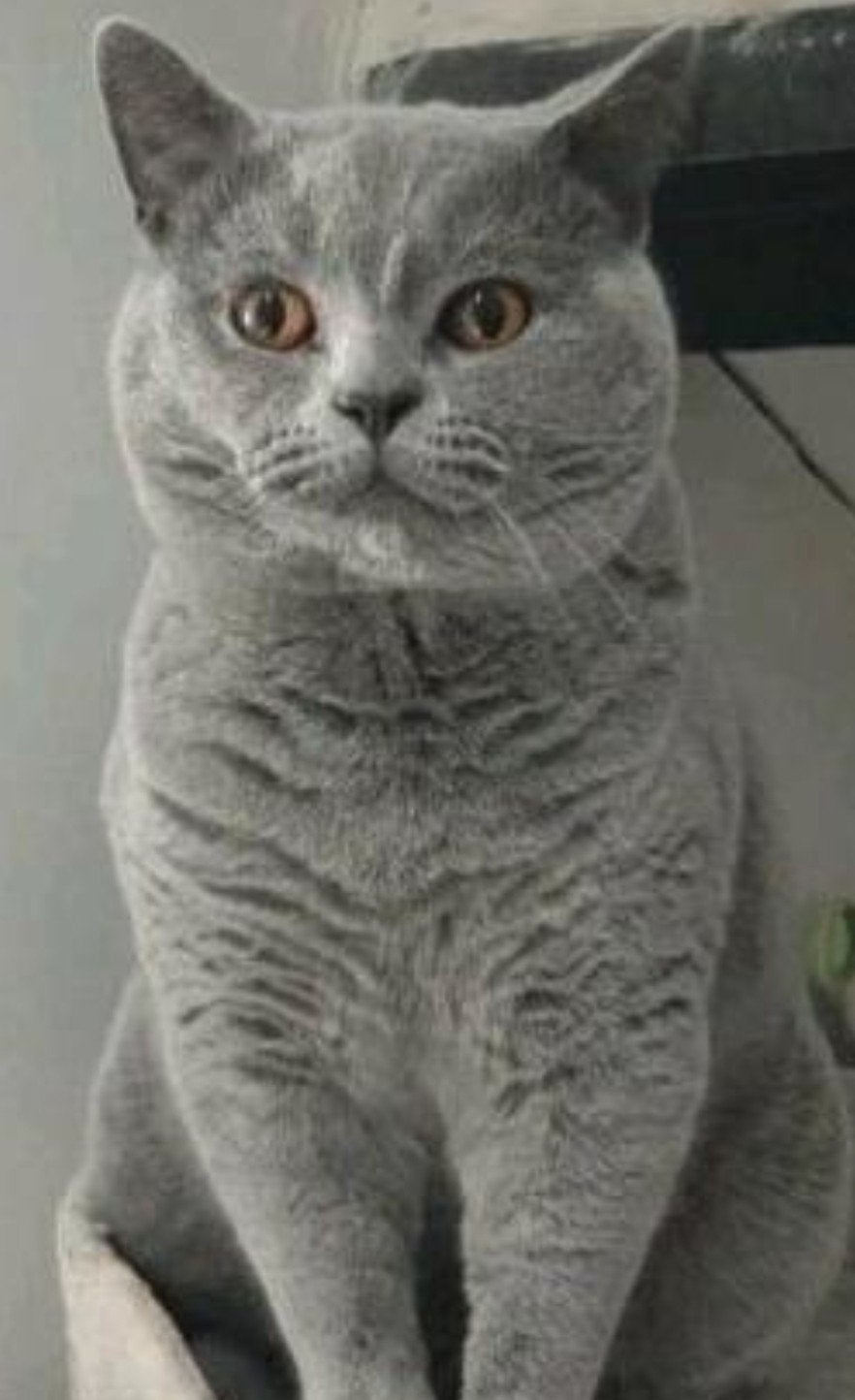 Hele lieve  Britse korthaar knuffelKater  €  850,-, Kater, Gechipt, 0 tot 2 jaar