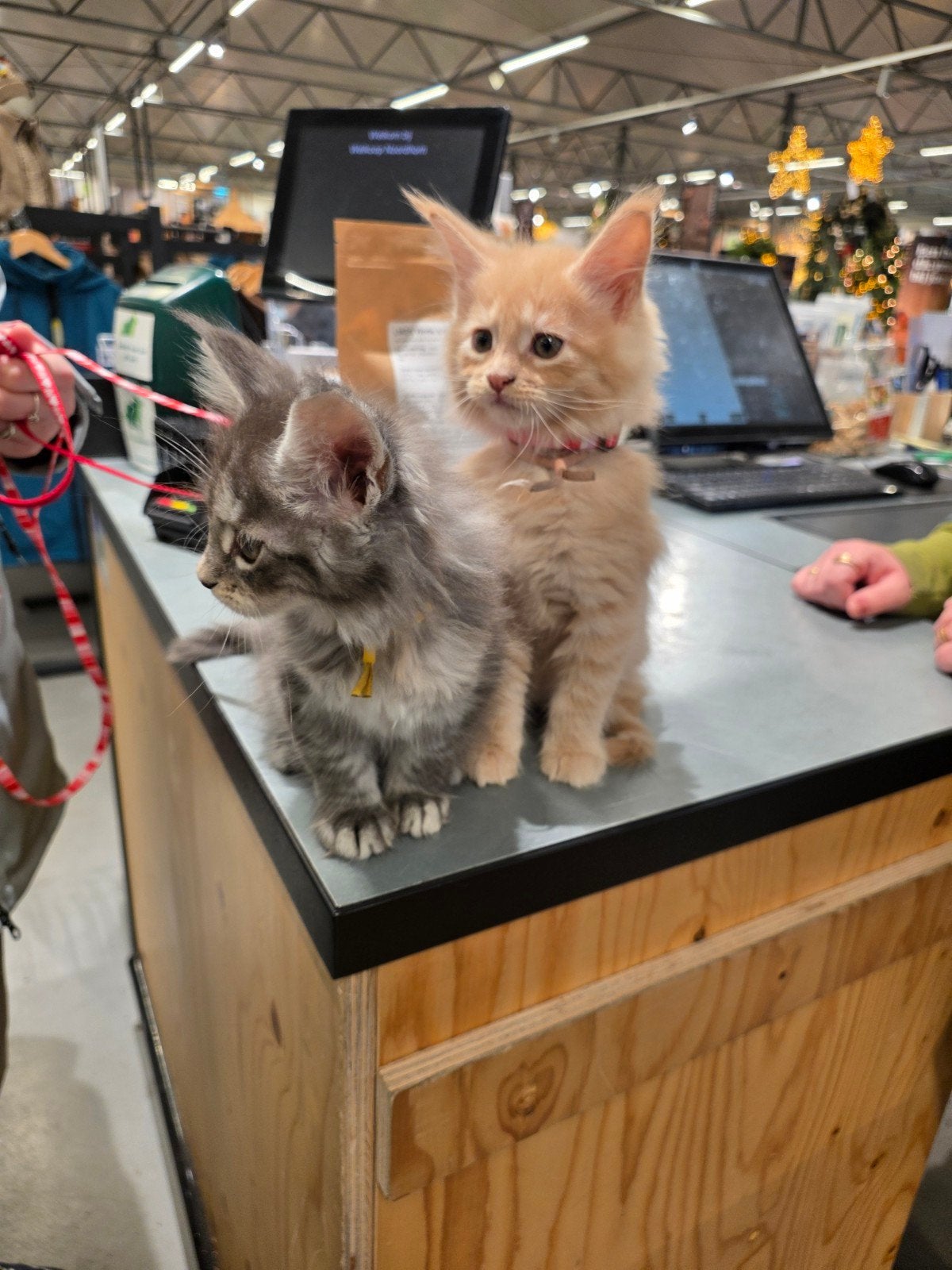 Lieve Maine Coon kitten kater, mag direct verhuizen🐾🏡, Dieren en Toebehoren, Meerdere dieren, Gechipt
