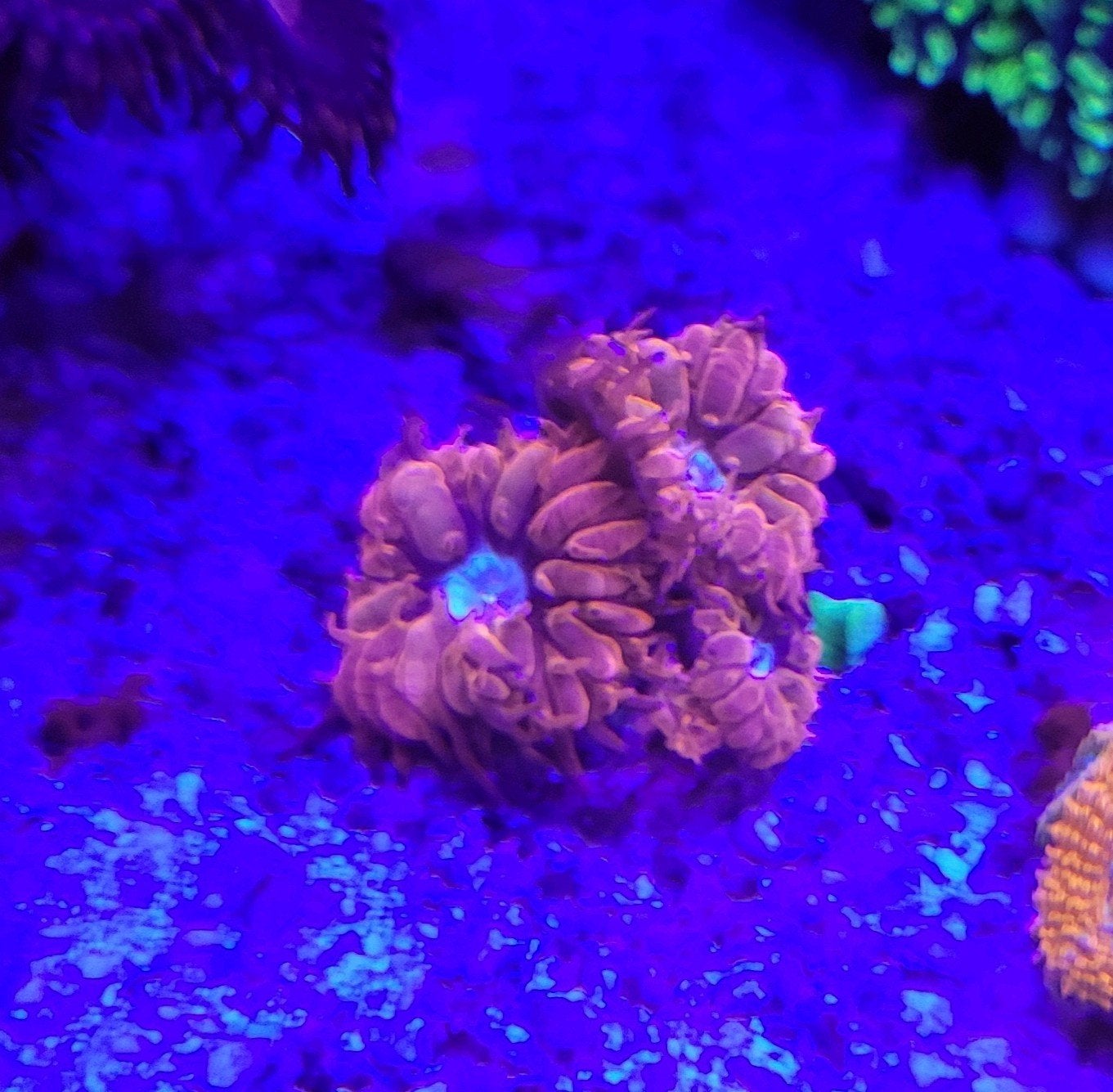 Blastomussa wellsi frag, 3 kopjes, Vis