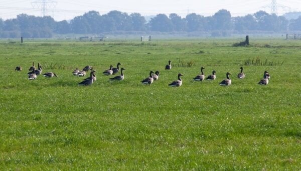 Jachtveld gezocht,, Dieren en Toebehoren