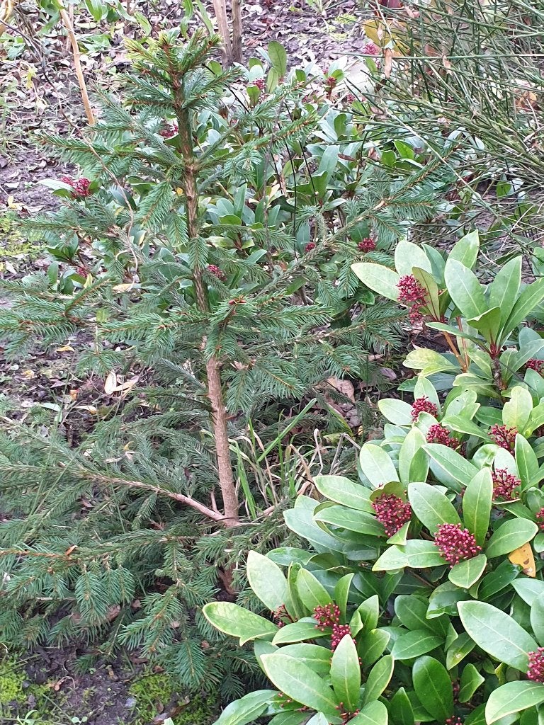 kleine boompje mini boompjes, Tuin en Terras, Ophalen, Halfschaduw, Overige soorten, Minder dan 100 cm