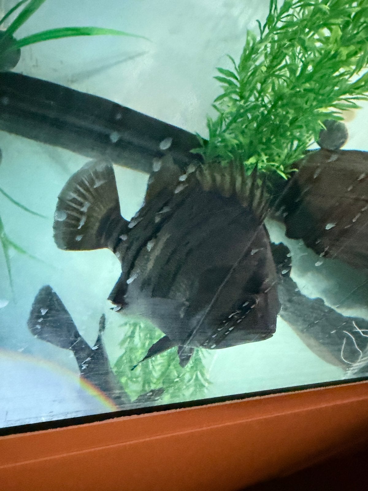 sumatra datnioides 25cm, Dieren en Toebehoren