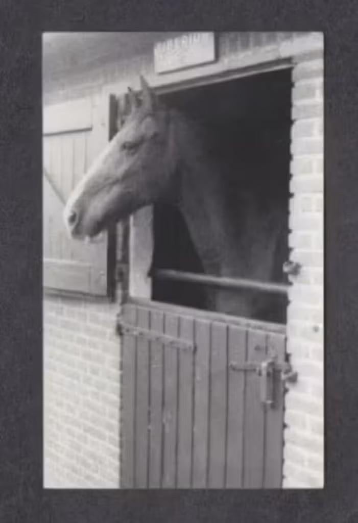 Soest Rusthuis Paarden Tiberius uit Amsterdam 1979., Ophalen of Verzenden, 1960 tot 1980, Ongelopen, Utrecht