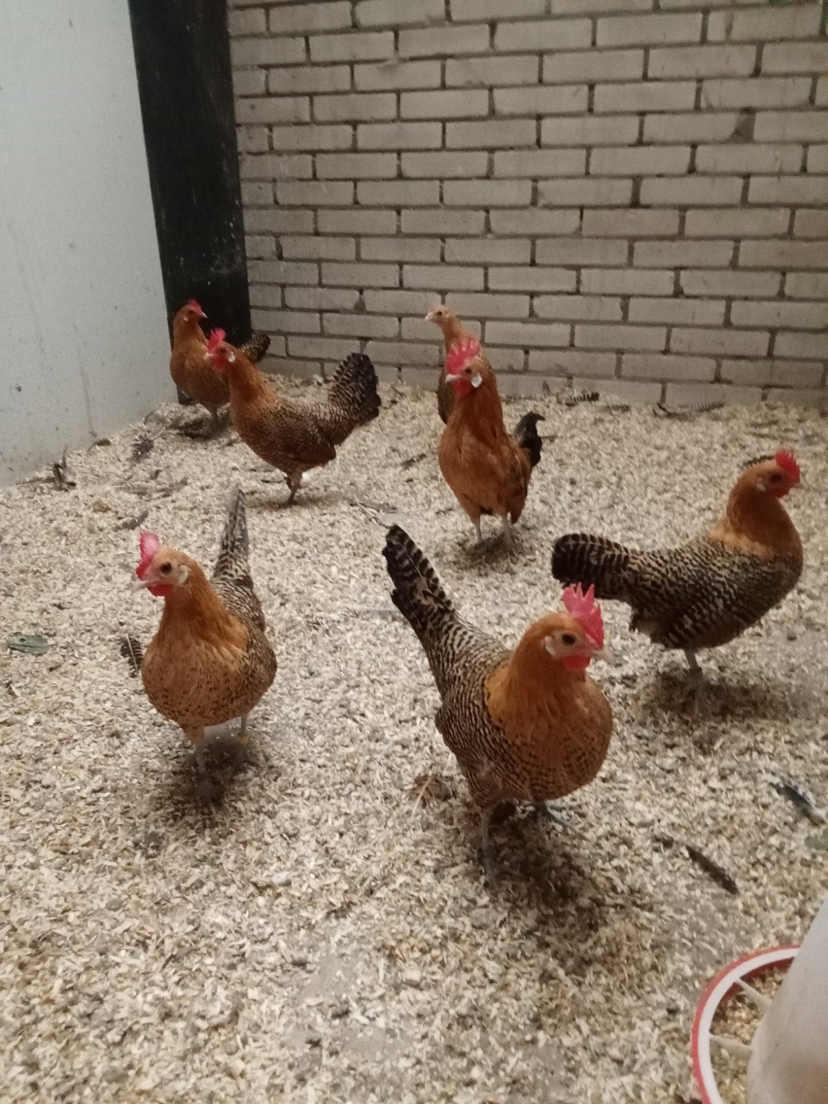 Nog 4 mooie jonge Friese goudpel kriel hennetjes, Dieren en Toebehoren, Vrouwelijk, Kip