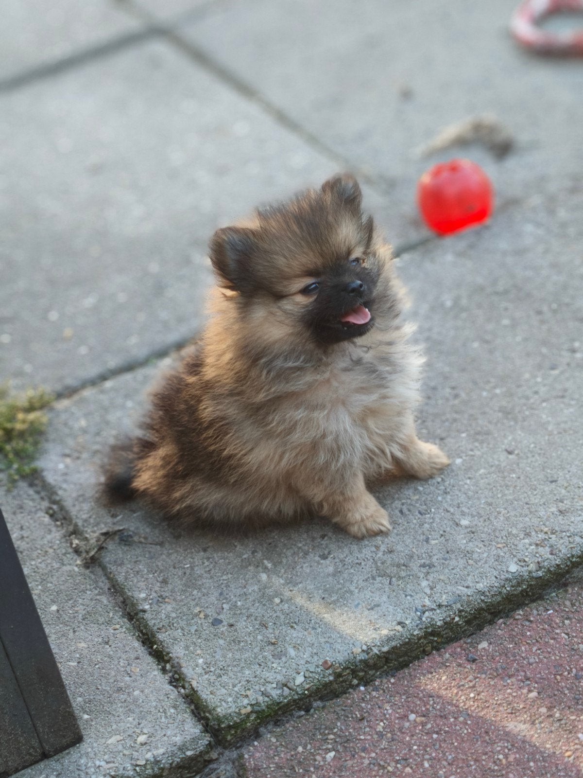 Pomchi x pomeriaan, Dieren en Toebehoren, Parvo, Overige rassen, 8 tot 15 weken, Meerdere