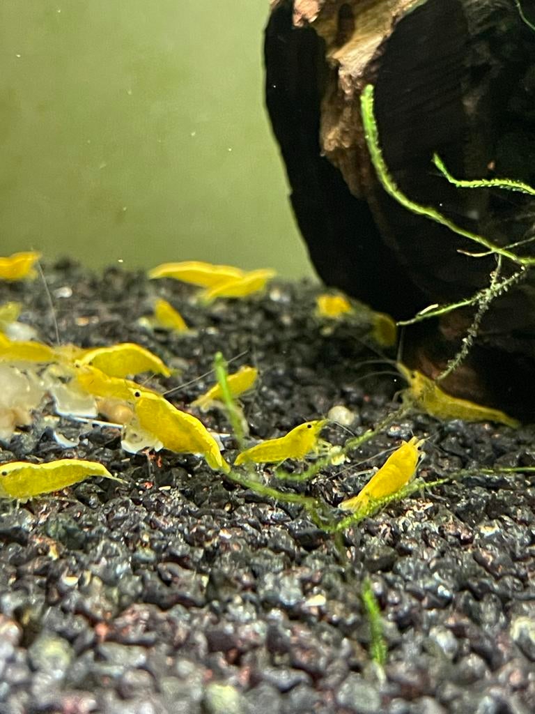 Garnalen gele citroen neocardina, Dieren en Toebehoren, Vissen | Aquariumvissen, Kreeft, Krab of Garnaal