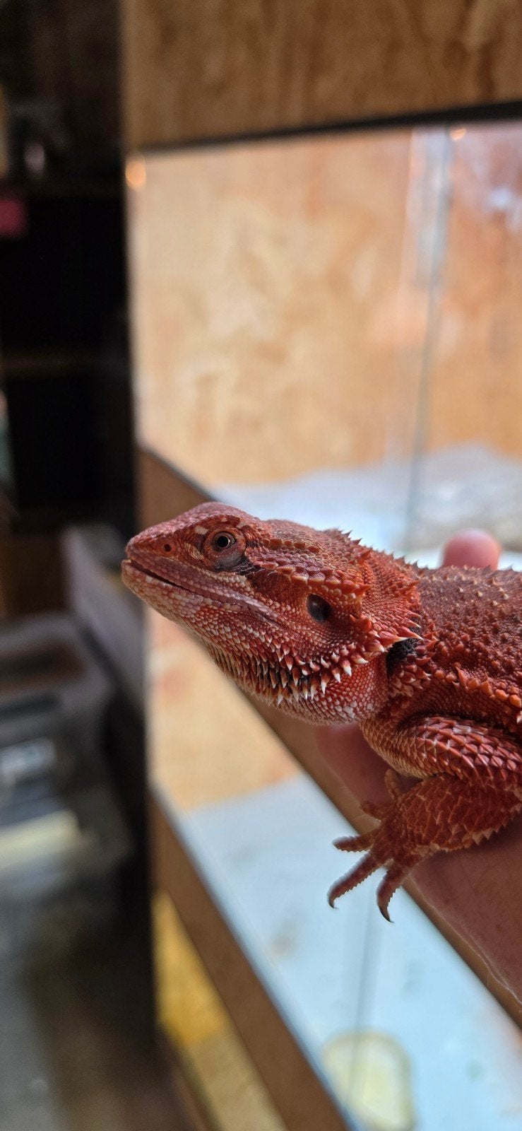 spanisch red baardagaam vrouw Bearded Dragon photo 4