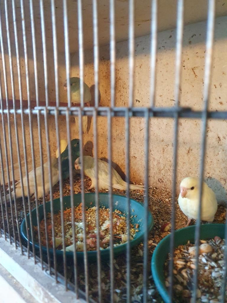Kakariki 25-26, Dieren en Toebehoren, Meerdere dieren, Parkiet, Geringd