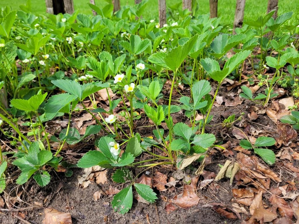 Ostara aardbei planten/stekken doorbloeier tot eind vd zomer, Ophalen of Verzenden, Overige soorten, Volle zon