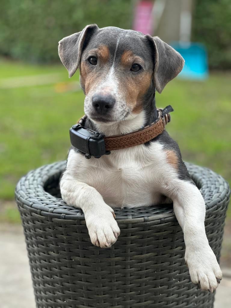 Grey tan jackrussel ( dekreu )niet te koop!, Dieren en Toebehoren, Honden | Niet-rashonden, Reu, CDV (hondenziekte), Eén hond