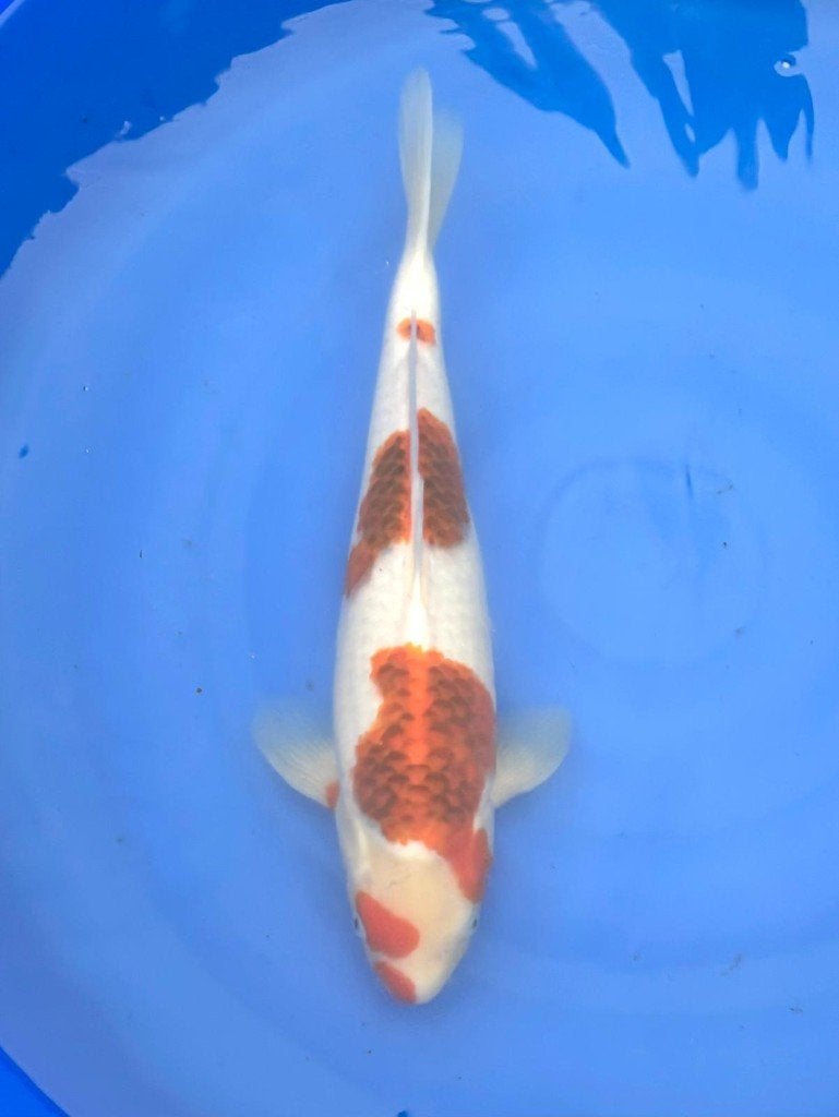 HQ Nisai van Izumiya | Koikarpers  | Nisai vissen, Dieren en Toebehoren, Karper of Koi