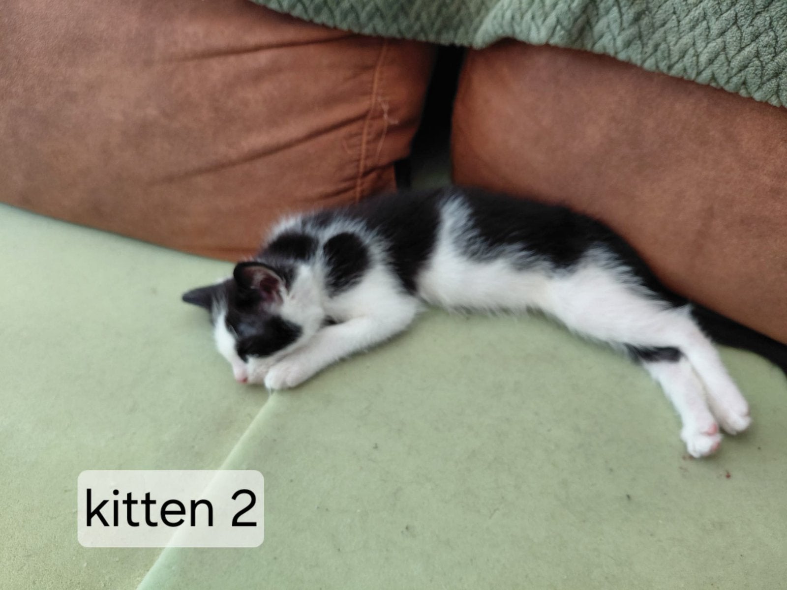 Kittens, Dieren en Toebehoren, Meerdere dieren