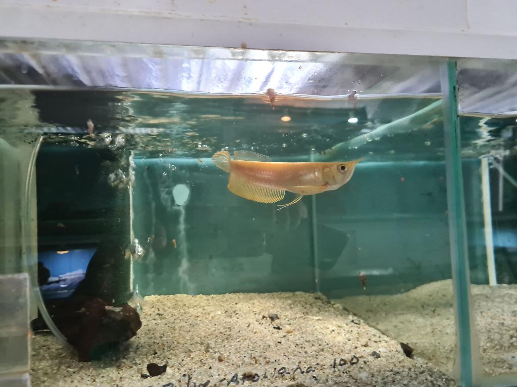 Albino Zilver Arowana, Osteoglossum Bicirrhosum Albino, Vis, Zoetwatervis